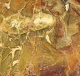 Polished, Jurassic Petrified Wood (Pentoxylon) - Australia #42050-1